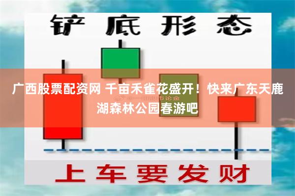 广西股票配资网 千亩禾雀花盛开！快来广东天鹿湖森林公园春游吧